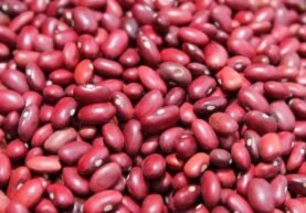 red kidney beans (gojam)
